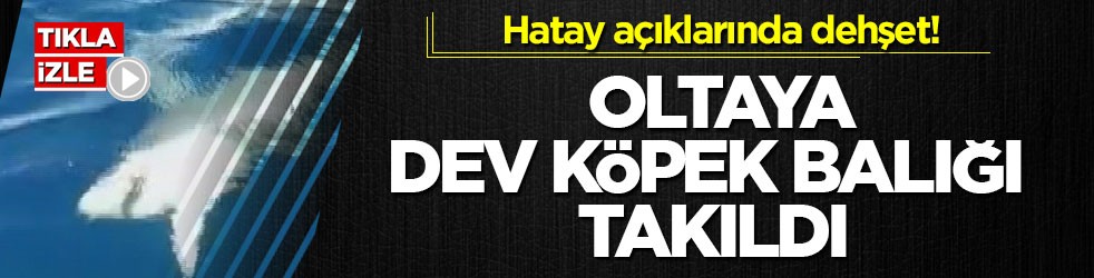 Hatay açıklarında dehşet! Oltaya dev köpek balığı takıldı
