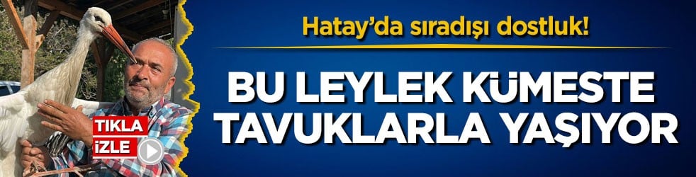 Hatay’da sıradışı dostluk! Bu leylek kümeste tavuklarla yaşıyor