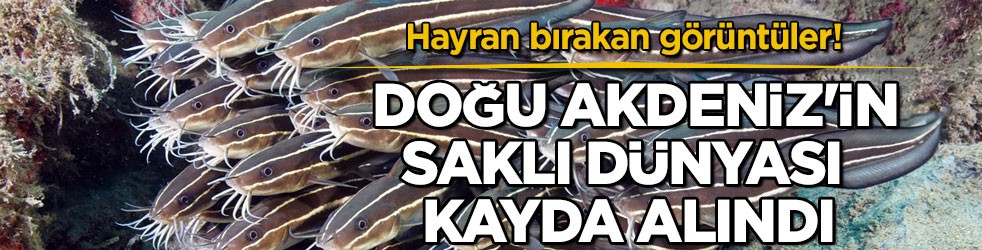 Hayran bırakan görüntüler! Doğu Akdeniz'in saklı dünyası kayda alındı