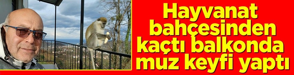 Hayvanat bahçesinden kaçtı balkonda muz keyfi yaptı