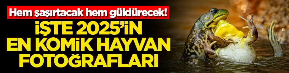 Hem şaşırtacak hem güldürecek! İşte 2025'in en komik hayvan fotoğrafları