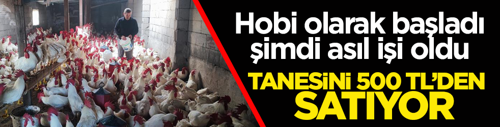 Hobi olarak başladı, şimdi asıl işi oldu! 3 yılda 850 etlik horoz yetiştirdi