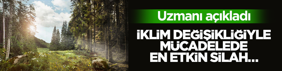 İklim değişikliğiyle mücadelede en kilit rol ormanların! 
