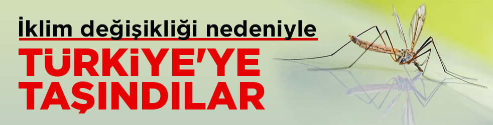 İklim değişti! Tropikal kökenli sivrisinekler Türkiye'ye taşındı