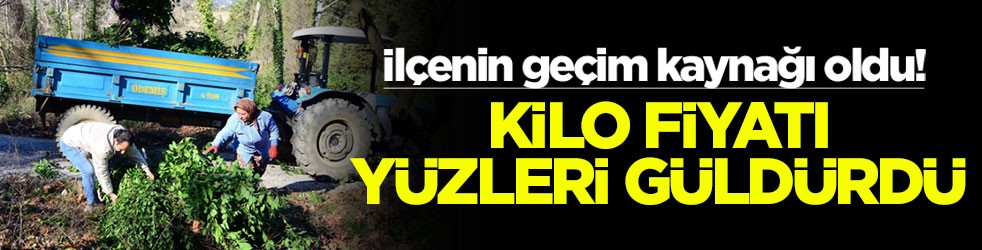 İlçenin geçim kaynağı oldu! Kilo fiyatı yüzleri güldürdü