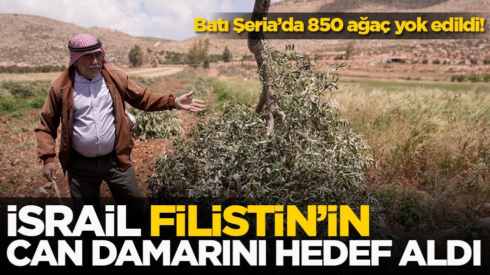 İsrailli işgalciler Batı Şeria'da Filistinlilere ait 850 üzüm ve zeytin ağacını yok etti