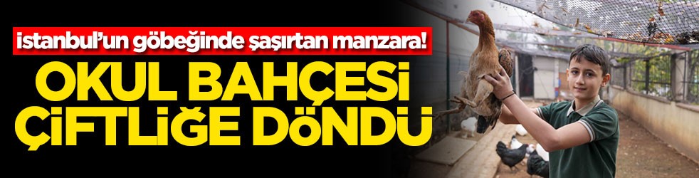 İstanbul’un göbeğinde şaşırtan manzara! Okul bahçesi çiftliğe döndü