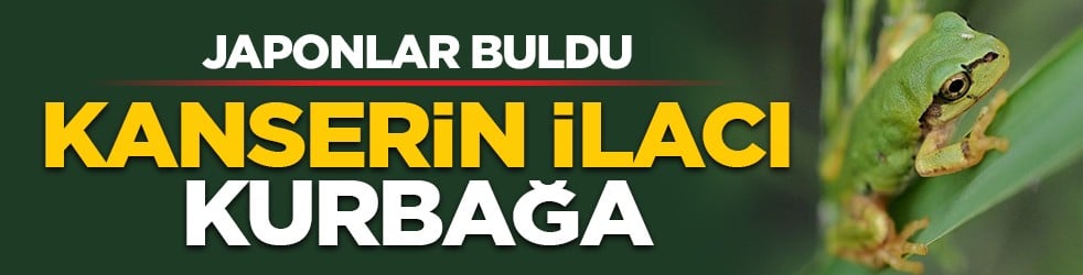 Japonlar buldu: Kanserin ilacı kurbağa