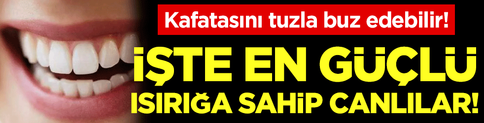 Kafatasını tuzla buz edebilir: İşte en güçlü ısırığa sahip canlılar!