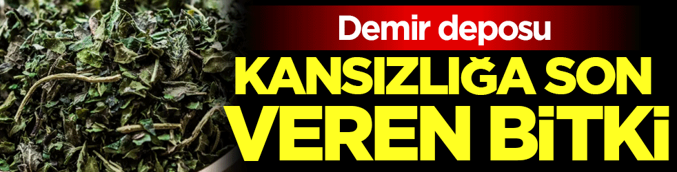 Kanı temizliyor mikropları öldürüyor: Demir deposu bitki!