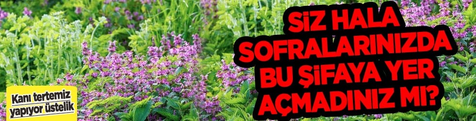 Kanı tertemiz yapan bitki! Isırgan otu: Demir depoları coşuyor... 