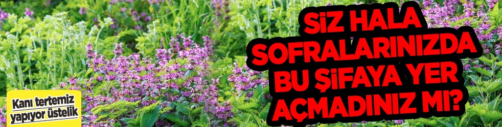 Kanı tertemiz yapan bitki! Isırgan otu: Demir depoları coşuyor... Isırgan otu nedir, ne işe yarar?