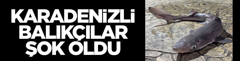 Karadeniz'de balıkçılara yine köpekbalığı sürprizi