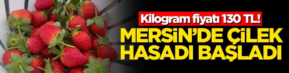 Kilogram fiyatı 130 TL! Mersin'de çilek hasadı başladı
