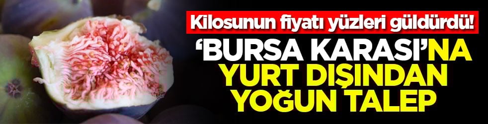 Kilosunun fiyatı yüzleri güldürdü! ‘Bursa Karası'na yurt dışından yoğun talep