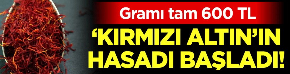 'Kırmızı altın' hasadı başladı: Gramı 600 TL'den satılıyor!