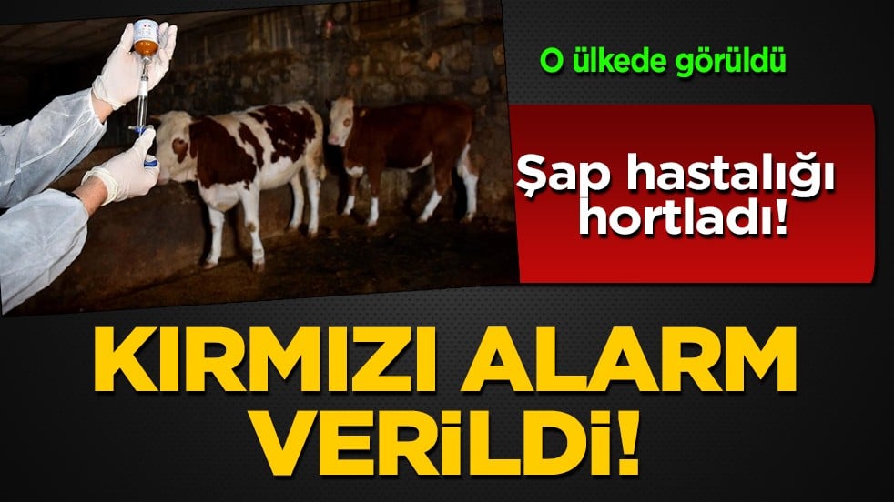  KKTC’de şap hastalığı paniğe neden oldu! Ardından Rum Veteriner Dairesi tüm dünyaya ilan etti: Kırmızı alarmda