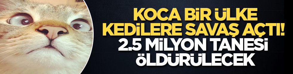 Koca bir ülke, kedilere savaş açtı! 2.5 milyon tanesi öldürülecek