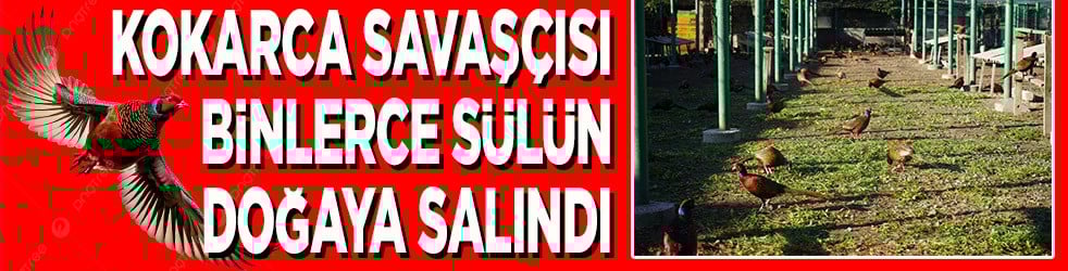 Kokarca savaşçısı binlerce sülün doğaya salındı