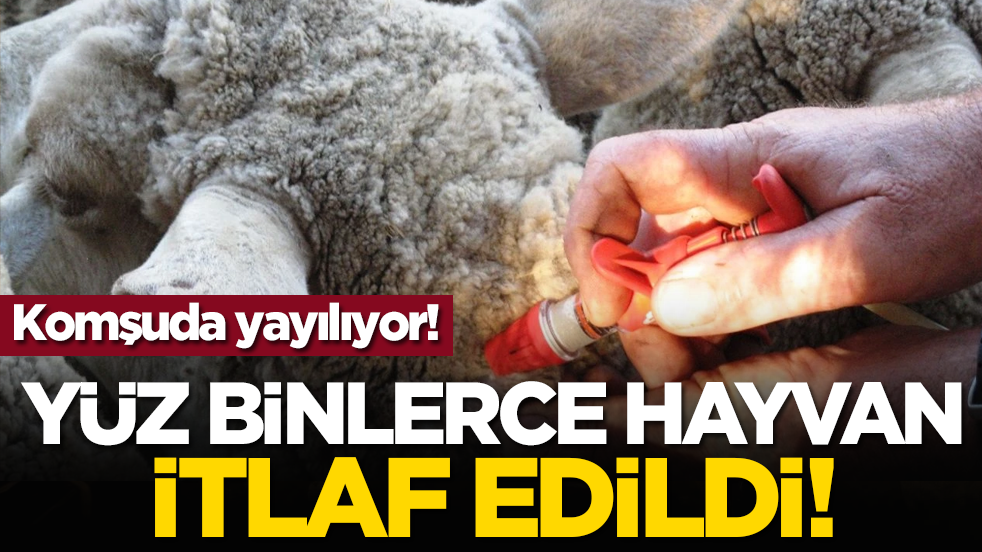 Komşuda yayılıyor: Yüz binlerce hayvan itlaf edildi!
