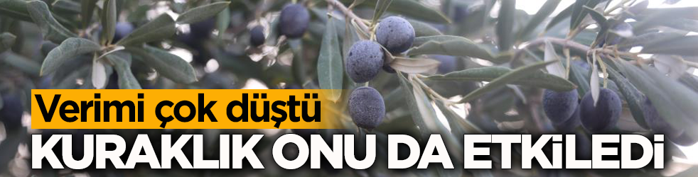 Kuraklık zeytini de etkiledi! Yağ verimini düştü