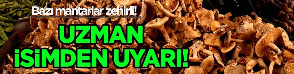 Mantarlar zehirli: Uzman isimden uyarı... Yapan çıra gibi yandı