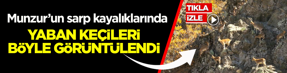 Munzur’un sarp kayalıklarında yaban keçileri böyle görüntülendi