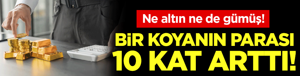 Ne altın ne de gümüş: Bir koyanın parası 10 kat arttı!