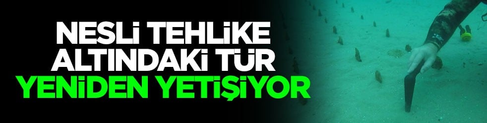 Nesli tehlike altındaki tür yeniden yetişiyor