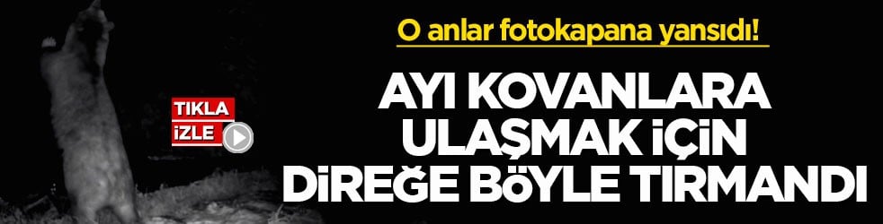 O anlar fotokapana yansıdı! Ayı kovanlara ulaşmak için direğe böyle tırmandı