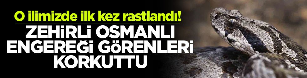 O ilimizde ilk kez rastlandı! Zehirli Osmanlı engereği görenleri korkuttu