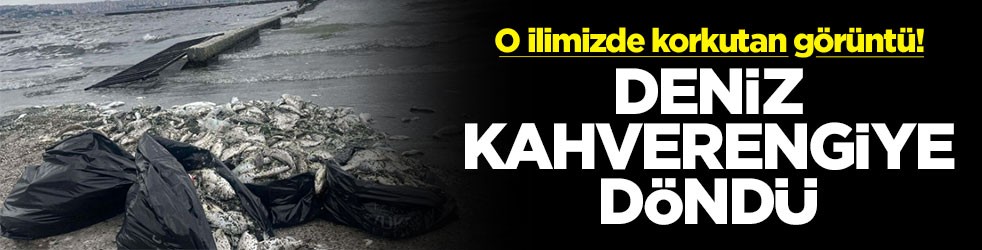 O ilimizde korkutan görüntü! Deniz kahverengiye döndü