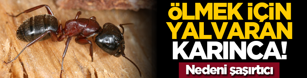 Ölmek için yalvaran karınca! Nedeni şaşırtıcı