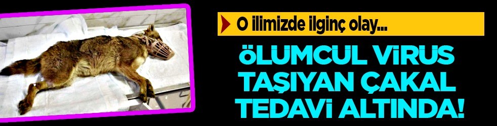 Ölümcül virüs taşıyan çakal! Samsun'da gündem altüst oldu, alarm verildi: Herkes orada aramaya yeniden başladı