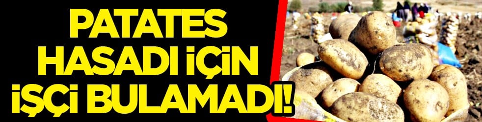 Patates hasadı için işçi bulamadı, İran'dan zorunlu olarak 150 kişi işçi getirdi! Şimdi onlar çalışıyor