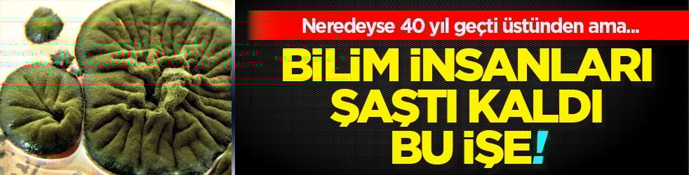 Patlama üzerinden 40 yıl geçti: Bilim radyasyon yiyen mantar buldu! Tarihi adım