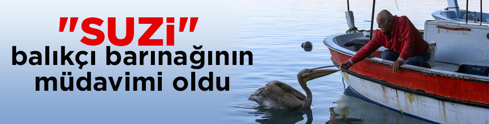 Pelikan ‘Suzi’ balıkçı barınağının maskotu oldu