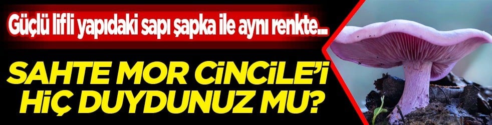  Sahte Mor Cincile (Lepista sordida): Bilecik'te ormanlık alanda yetişen kanlıca mantarı gibi inandırıcı, tuzak