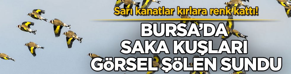 Sarı kanatlar kırlara renk kattı! Bursa’da saka kuşları görsel şölen sundu