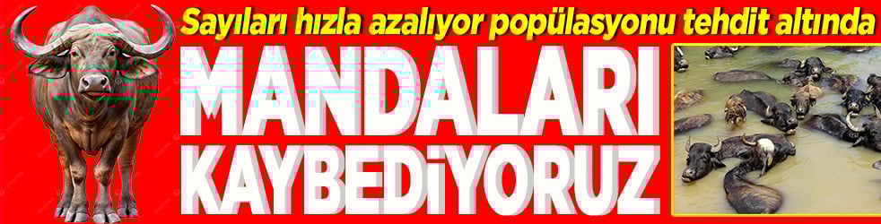 Sayıları hızla azalıyor popülasyonu tehdit altında Mandaları kaybediyoruz