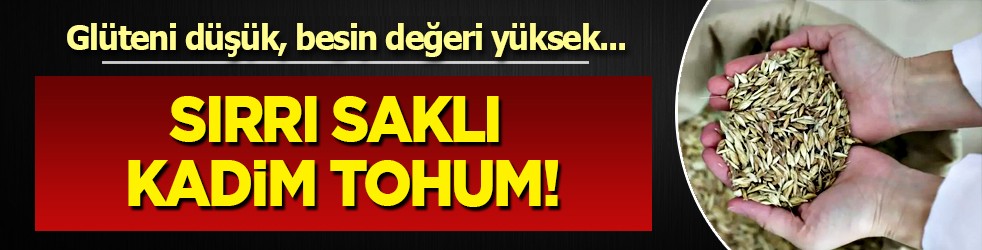 Sırrı saklı kadim tohum! Tam bir şifa: Glüteni düşük, değeri yüksek o ürün Türkiye'de masaya yatırıldı