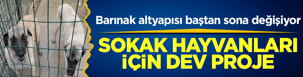 Sokak hayvanları için dev proje: Barınak altyapısı baştan sona değişiyor