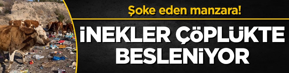 Şoke eden manzara! İnekler çöplükte besleniyor