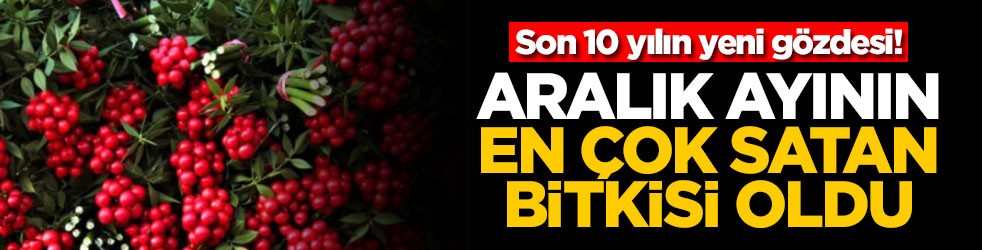 Son 10 yılın yeni gözdesi! Aralık ayının en çok satan bitkisi oldu
