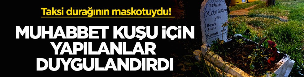 Taksi durağının maskotuydu! Muhabbet kuşu için yapılanlar duygulandırdı