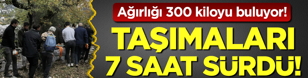 Taşımaları 7 saat sürdü! Ağırlığı 300 kiloyu buluyor!