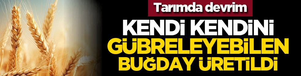 Tarımda devrim: Kendi kendini gübreleyebilen buğday üretildi