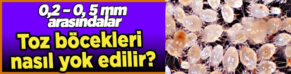 Toz böcekleri nasıl yok edilir? Başına bela olanlar yöntem arıyorsanız önce yapın bakın! Nasıl mücadele edecek