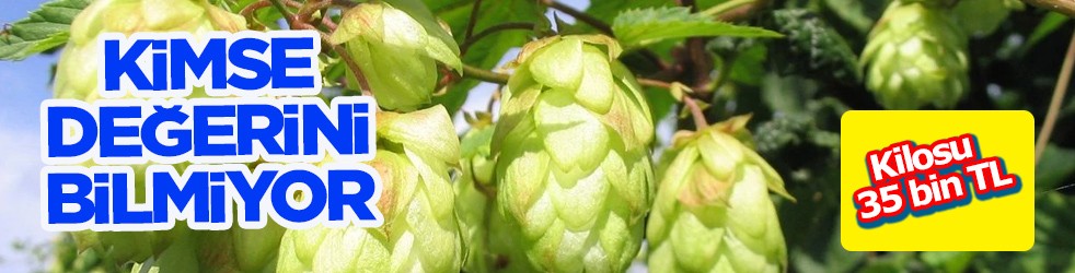Türkiye’de kimse değerini bilmiyor: Fyadaları çok merak ediliyor! Kilosu 35 bin TL