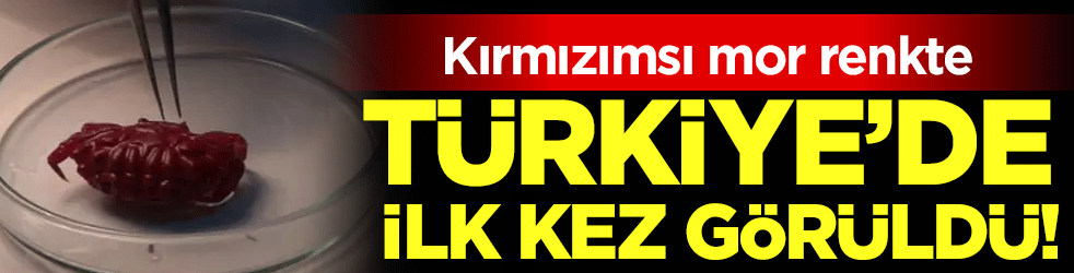 Türkiye'de ilk kez görüldü: Kırmızımsı mor renkte!